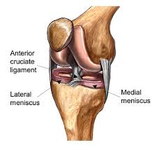 Check spelling or type a new query. Acl Reconstruction For Cruciate Ligament Injury The Holly Private Hospital Essex