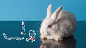 It S Time To Go Cruelty Free The Humane Society Of The United States