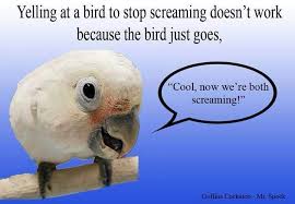 Parrot Funny Birds Funny Parrots Parrot