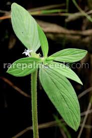 Image result for Spermacoce princeae