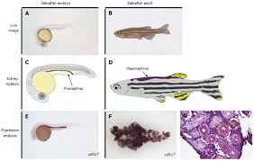 Insights Into Kidney Stem Cell Development And Regeneration