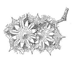 Image result for Homalium abdessammadii