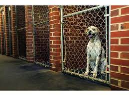 Dalmatian In Dog Kennel Dog Boarding Dog Boarding Kennels Animals Care