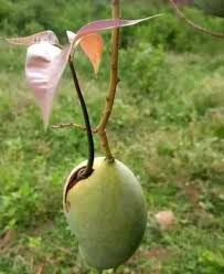 • how to grow a mango tree from a grocery store bought mango. This Mango Seed Germinated While The Fruit Was Still Attached To The Tree 9gag