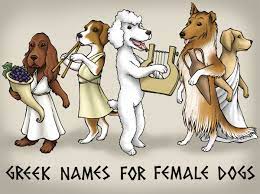The best female dog names ever. 101 Greek Goddess Names That Make Epic Female Dog Names Pethelpful