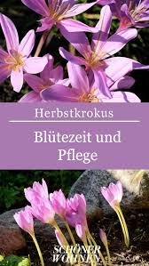Herbstzeitlose Pflanzen Blutezeit Giftig Herbstzeitlose Pflanzen Krokus
