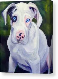 Great Dane Harlequin puppy Canvas Print by Lyn Cook