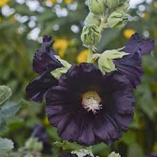 Find out how to control hollyhock rust in this article. Growing Hollyhocks Planting Caring For Hollyhock Flowers Garden Design