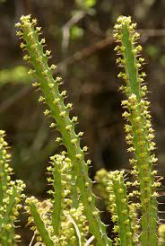 Image result for Euphorbia griseola