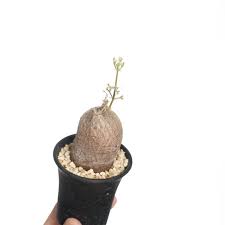 Image result for Cyphostemma montanum