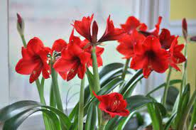 Tips For Growing Amazing Amaryllis Amaryllis Flowers Bloom