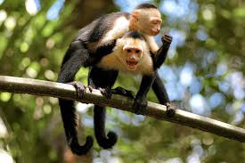 Loves bananas likes grapes and peanuts all our monkeys are caring for a baby monkey is not rocket science but it does require a lot of time, patience, and commitment. White Faced Monkeys