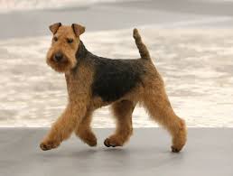 The welsh terrier is a fun, zippy, feisty fellow who is the calmest of the terrier breeds. Welsh Terrier Jackys Hunde Wiki Fandom
