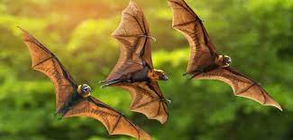 The black silhouette of two bats flying. The Genetic Basis Of Bats Superpowers Revealed University Of Oxford