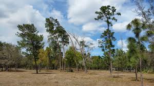 You will need a lot of energy and helpers to straighten a bigger tree. Why Are These Trees Leaning But No Trees Around Them Are Biology Stack Exchange