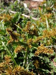 Image result for Cyperus sp.no.4