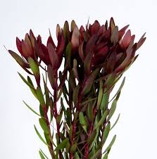 Find the perfect safari sunset flower stock photo. Leucadendron Safari Sunset Floraccess Flower Arrangements Flower Care Flowers