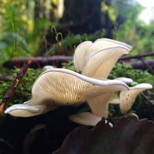 Angel Wing Mushrooms In The Lower Seymour Conservation Reserve Stuffed Mushrooms Angel Wings Mushroom Fungi