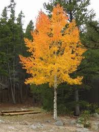 Image Result For Single Aspen Tree Aspen Trees Tattoo Tree Sleeve Tattoo Aspen Trees