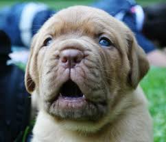 3 Week Old Dogue De Bordeaux Puppy Bordeaux Dog Mastiff Puppies French Mastiff