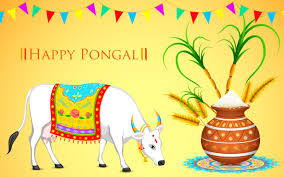 Image result for pongal festival images