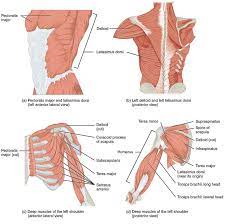 Maybe you would like to learn more about one of these? Our Complicated Shoulders And Chaturanga Dandasana Ekhart Yoga