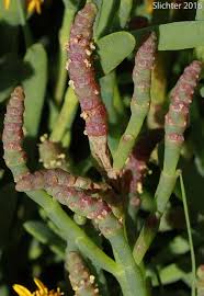 Image result for Salicornia perrieri