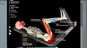 Leg Press Anatomy