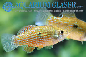 It is found in the aquarium trade. Jordanella Floridae Aquarium Glaser Gmbh