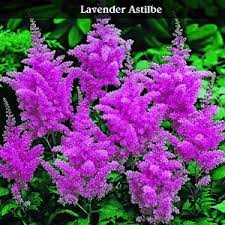 Are These Flowers Real Lavender Astilbe Flowering Shrubs Plants Bulb Flowers