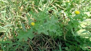 Image result for Grangea maderaspatana