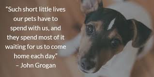 John grogan quotes about dogs. Dog Gone 20 Inspirational Quotes About Losing A Dog Terribly Terrier