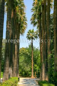Identificar palmeras de forma fácil. Washingtonia Filifera Washington Palm Buy Seeds At Rarepalmseeds Com
