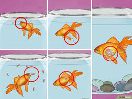 3 Ways To Fix Swim Bladder Disease In Goldfish Swim Bladder Disease Goldfish Goldfish Care