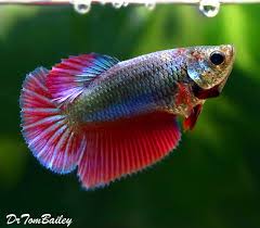 Betta fish have four genetic color layers: Premium Female Dragonscale Halfmoon Betta Fish