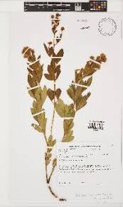 Image result for Pearsonia uniflora