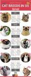 The 10 Most Popular Cat Breeds in the USA 2020