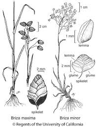 Image result for Briza minor