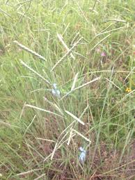 Image result for Paspalum plicatulum