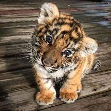 The electropop trio tiger baby was formed by benjamin teglbjærg and nikolaj gregersen in copenhagen, denmark in 1999 after their split up with the indie pop band polytone. The Baby Animals On Instagram Baby Tiger Tigerbaby Tiere Niedliche Tiere