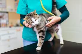 Northway animal emergency clinic is the only full service 24 hour emergency hospital north of albany, ny offering around the clock emergency and critical care treatment for your beloved pet. Emergency Vets In Connecticut An Overview Rco Pet Care