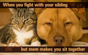Visit once, u can see more funny joke pics here. 36 Wonderful Quotes And Sayings About The Love Of Siblings Quotabulary