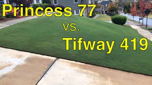 Tifway forms a fine textured, dense hybrid please note that like all turfgrass, tifway 419 bermuda grass is a living plant, not a miracle grass. Lawn Care Update Princess 77 Bermuda Grass Vs Tifway 419 Youtube