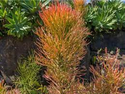 Pencil cactus (aka euphorbia tirucalli or et) is not a cactus. Tips On Caring For A Pencil Cactus