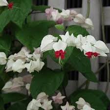 Image result for Clerodendrum rotundifolium