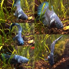 Betta Fish Help Does George Have A Tumor His Opposite Flank Looks Normal In 2020 Betta Fish Betta Fish Pet