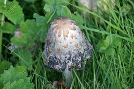Shaggy mane mushrooms (coprinus comatus) are perfect for bioremediation. Shaggy Ink Cap Lawyer S Wig Or Shaggy Mane Mushroom In The Grass In The Bergse Bos In Bergschenhoek In The Netherlands Stock Photo Picture And Royalty Free Image Image 115723854