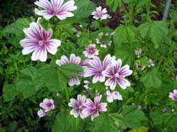Товар 3 hollyhock zebrina flower seeds (malva sylvestris) french hollyhock 20+seeds 2 striped mallow has similar features to hollyhock. Home Garden Hollyhock Zebrina Flower Seeds Malva Sylvestris French Hollyhock 20 Seeds Yard Garden Outdoor Living