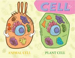 education chart of biology for animal cell and plant cell diagram