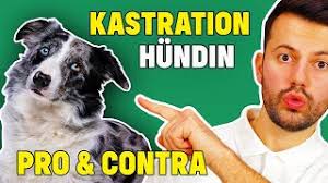 Check spelling or type a new query. Kastration Und 2 Alternativen Wie Sie Wirklich Wirkt Hunde Und Ihre Welt